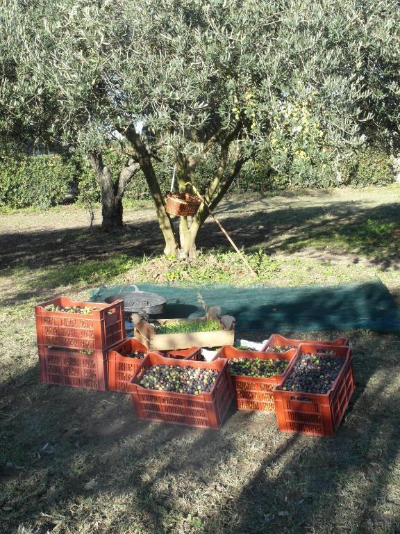 Mas Moineau Bed & Breakfast Mezoargues Luaran gambar