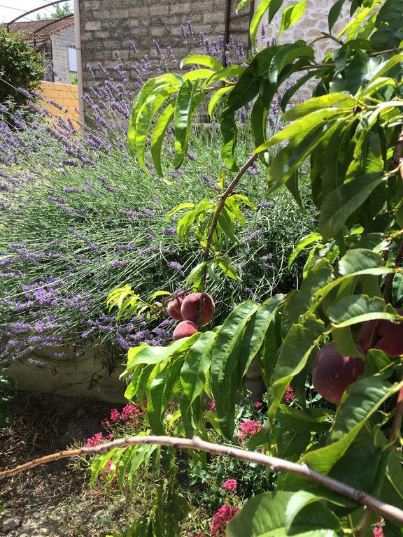 Mas Moineau Bed & Breakfast Mezoargues Luaran gambar